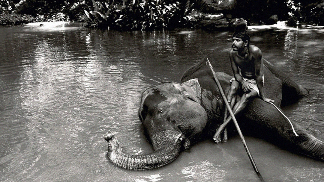 Blog - Real Photography of an elephant in Sri Lanka. BOOCLE